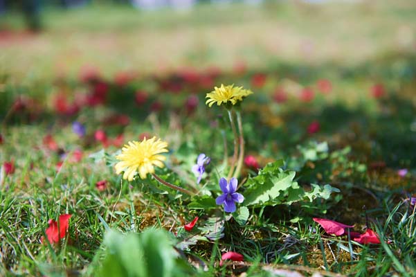 ����s�紺�����ʯȪ��һ��(ch��ng)�s��(hu��)