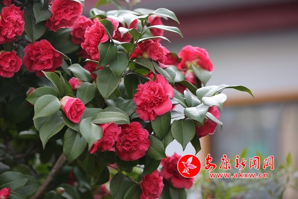 ����һ�괺��̎