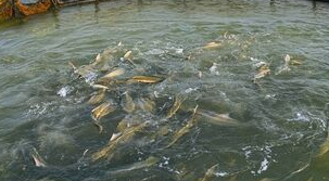 ���B(y��ng)�~��ӛ��Ѧ����