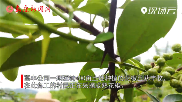 ҕ�����h�I�^(q��)�P�R�(zh��n)�����Юa�I(y��)��Óؚ�������|��Ч