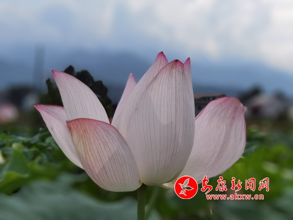 �h��p���(zh��n)����ɏС�(zh��n)ǧ���ɻ���(j��ng)��`��