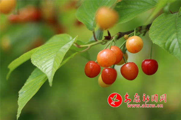 Ѯ�Ѧ�Ҟ������Ҽt��