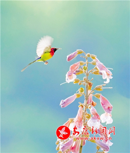 �؎X̫�(y��ng)�B