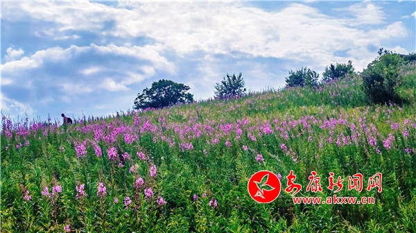 ���(y��ng)��ݵ� �{���p��̎