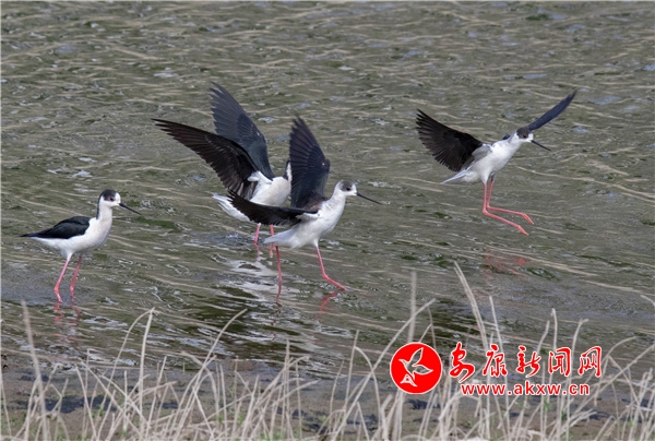 �ڳ��L(zh��ng)�_���F(xi��n)��h�