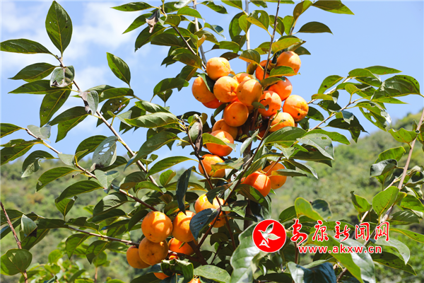 �������Ӹ߸ߒ�