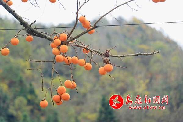 �l(xi��ng)�����Ӽt �c(di��n)�Y�þ�ɫ