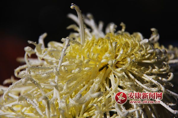 9���ջ���������ʢ�_�����������������Ƣ������ӭ�L(f��ng)ŭ����׿Ȼ���������S�ٻ�ͬ�������c�ٻ����������c�������s�����c�ĺɠ��G