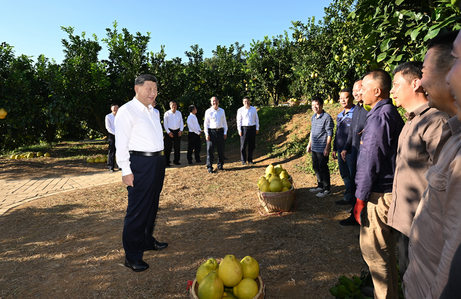 2025年11月7日，習近平總書記在梅州市梅縣區(qū)雁洋鎮(zhèn)南福金柚種植基地考察時，同果農(nóng)和農(nóng)技人員親切交流。