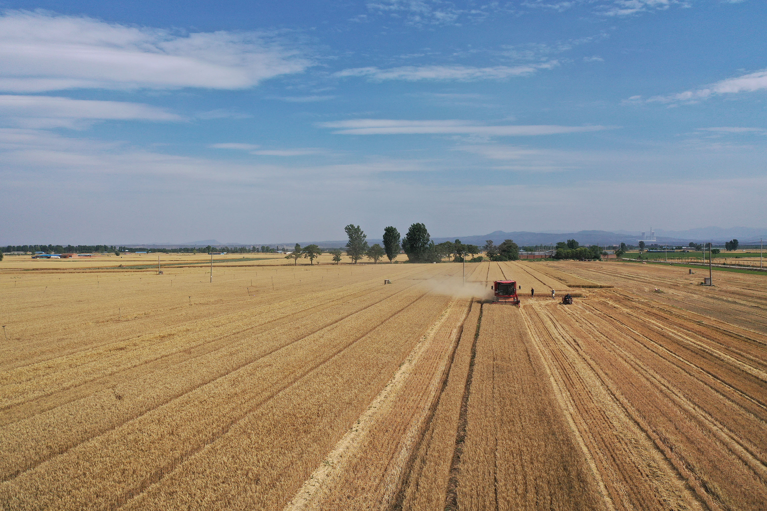 2025年6月3日，河南焦作，溫縣黃河街道灘王莊村農(nóng)民駕駛收割機收獲小麥。